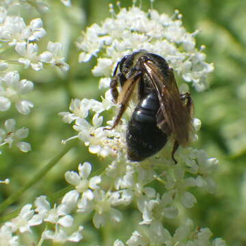 Sivun Andrena crataegi Robertson 1893 kuva