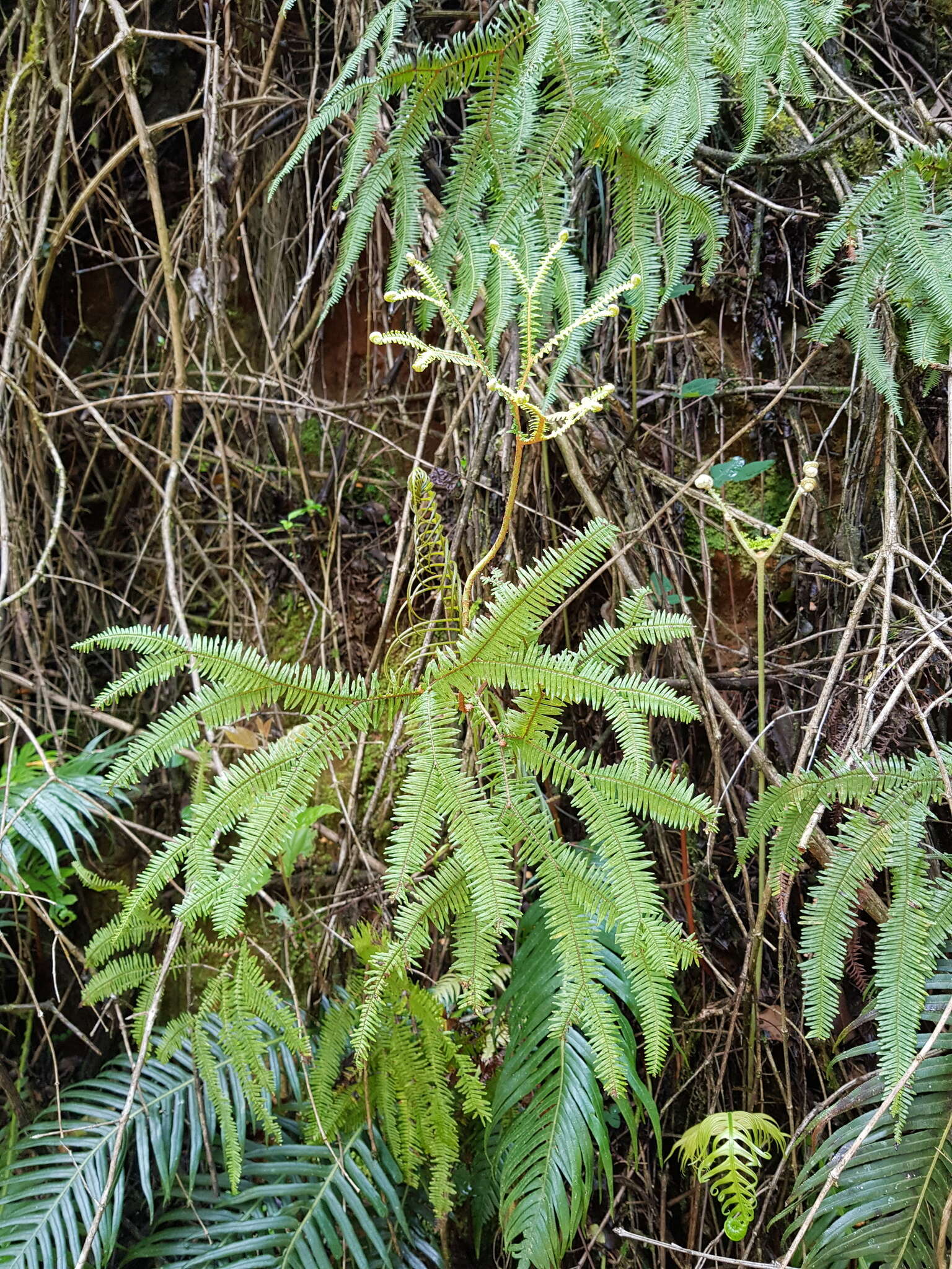 Image of Sticherus umbraculifer (Kunze) Ching