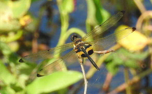 Image of <i>Rhyothemis phyllis snelleni</i> Selys 1878