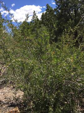 Image of wild crab apple