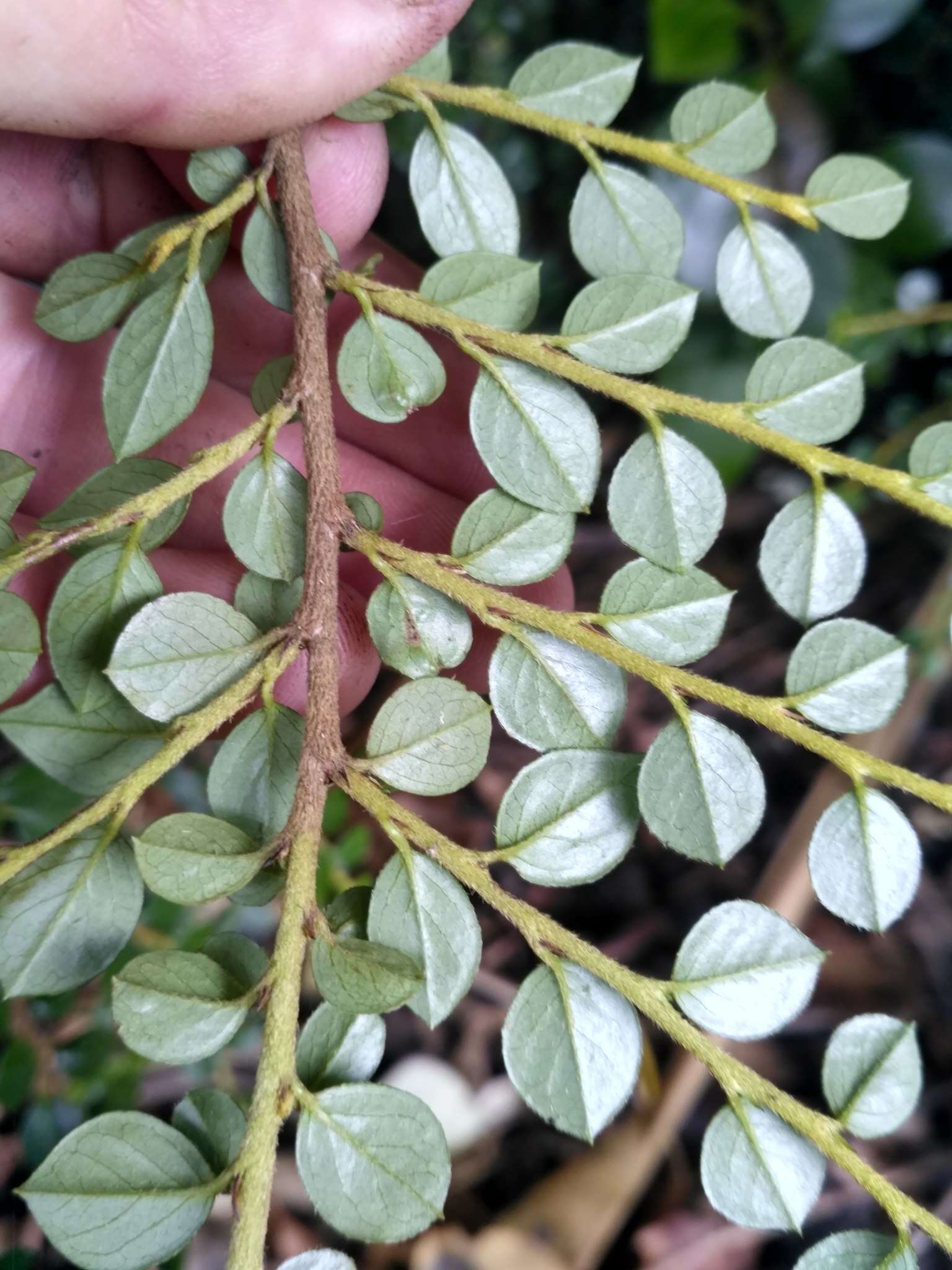 Image of rockspray cotoneaster