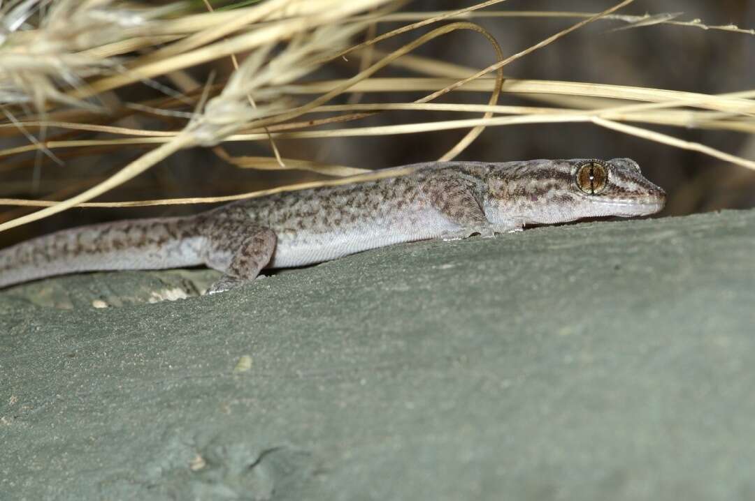 Image of Gehyra versicolor Hutchinson, Sistrom, Donnellan & Hutchinson 2014