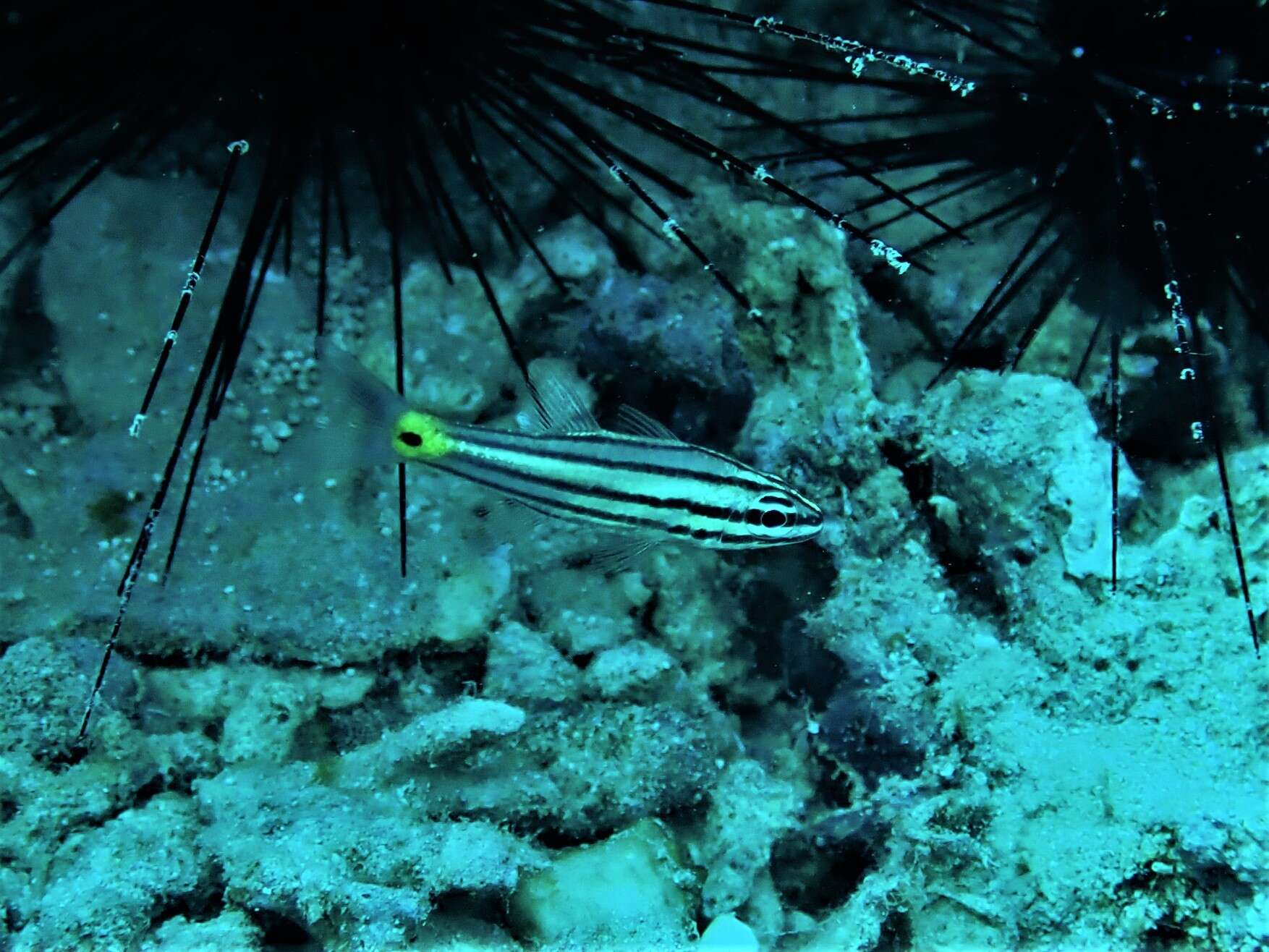 Image of Toothy cardinalfish