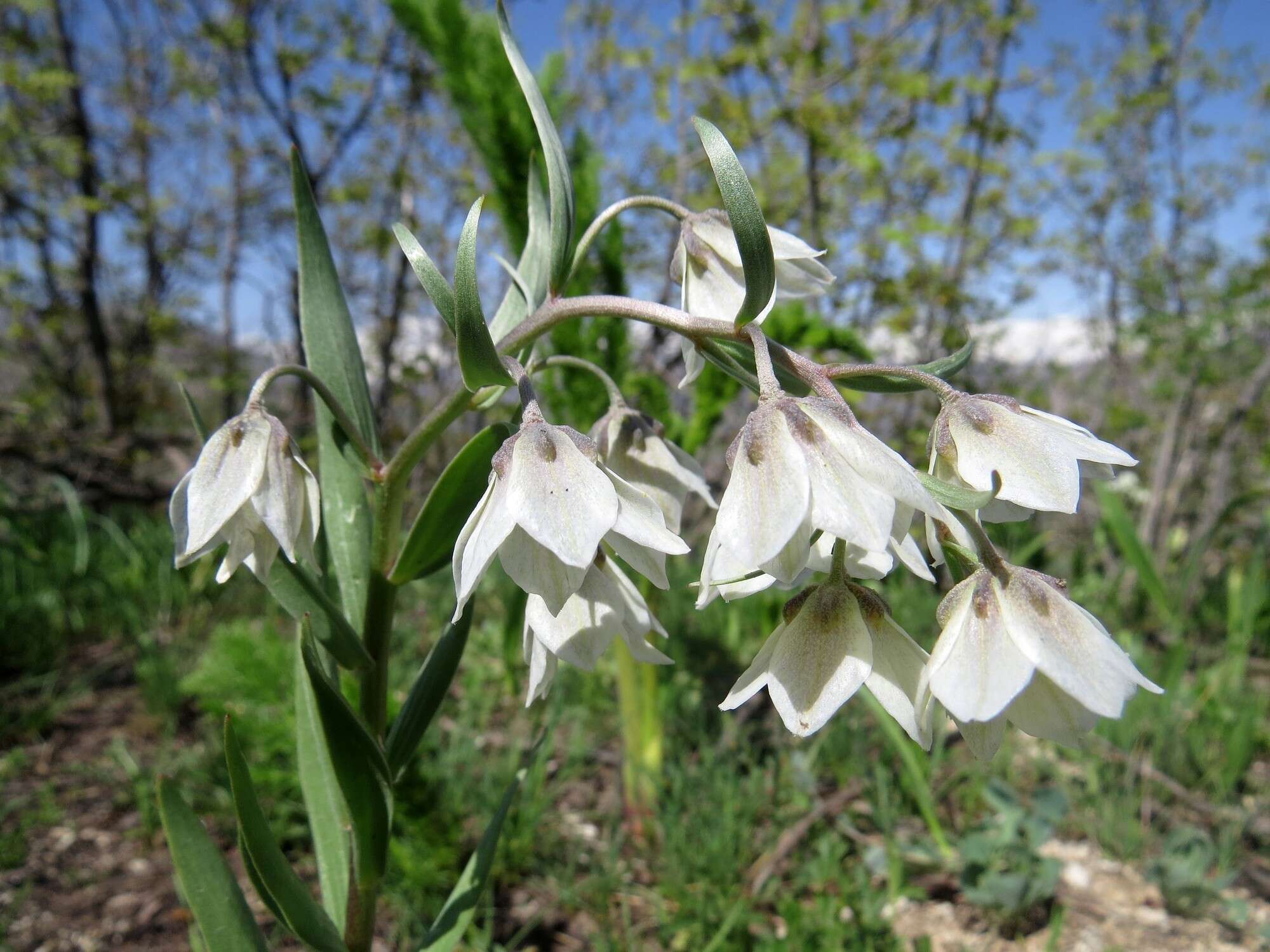 Image of Fritillaria bucharica Regel