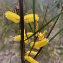 Image of Acacia caroleae Pedley