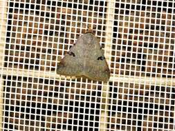 Image of Plecoptera reflexa Guenée