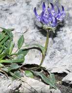 Image of Horned Rampion