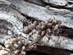 Image of Great Basin Indian potato