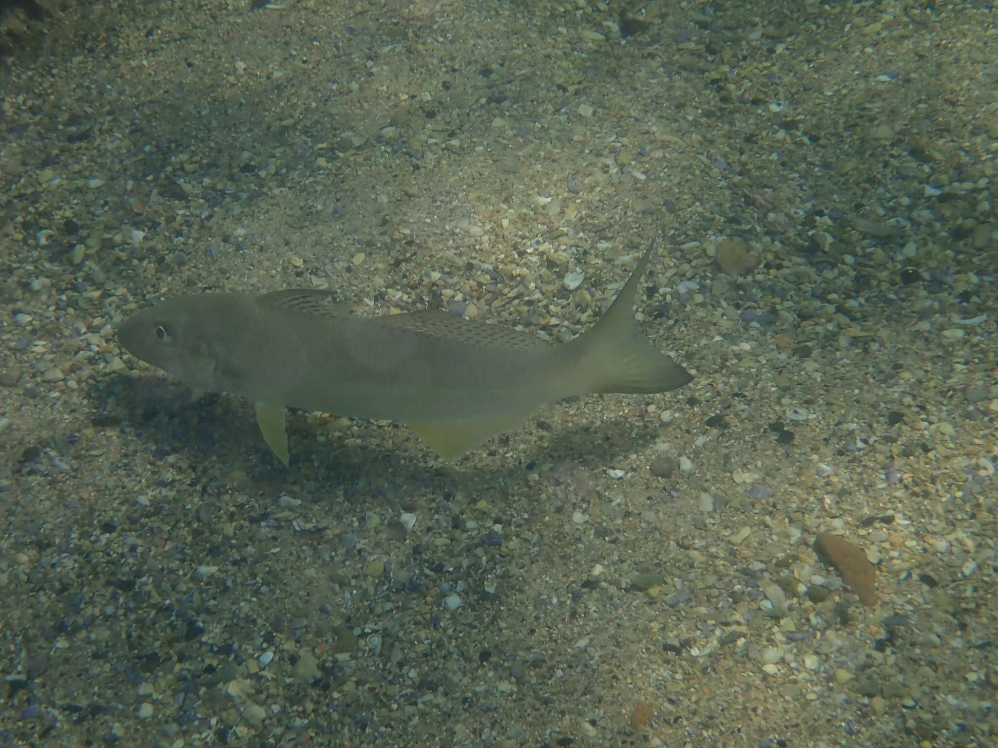 Plancia ëd Sillago ciliata Cuvier 1829