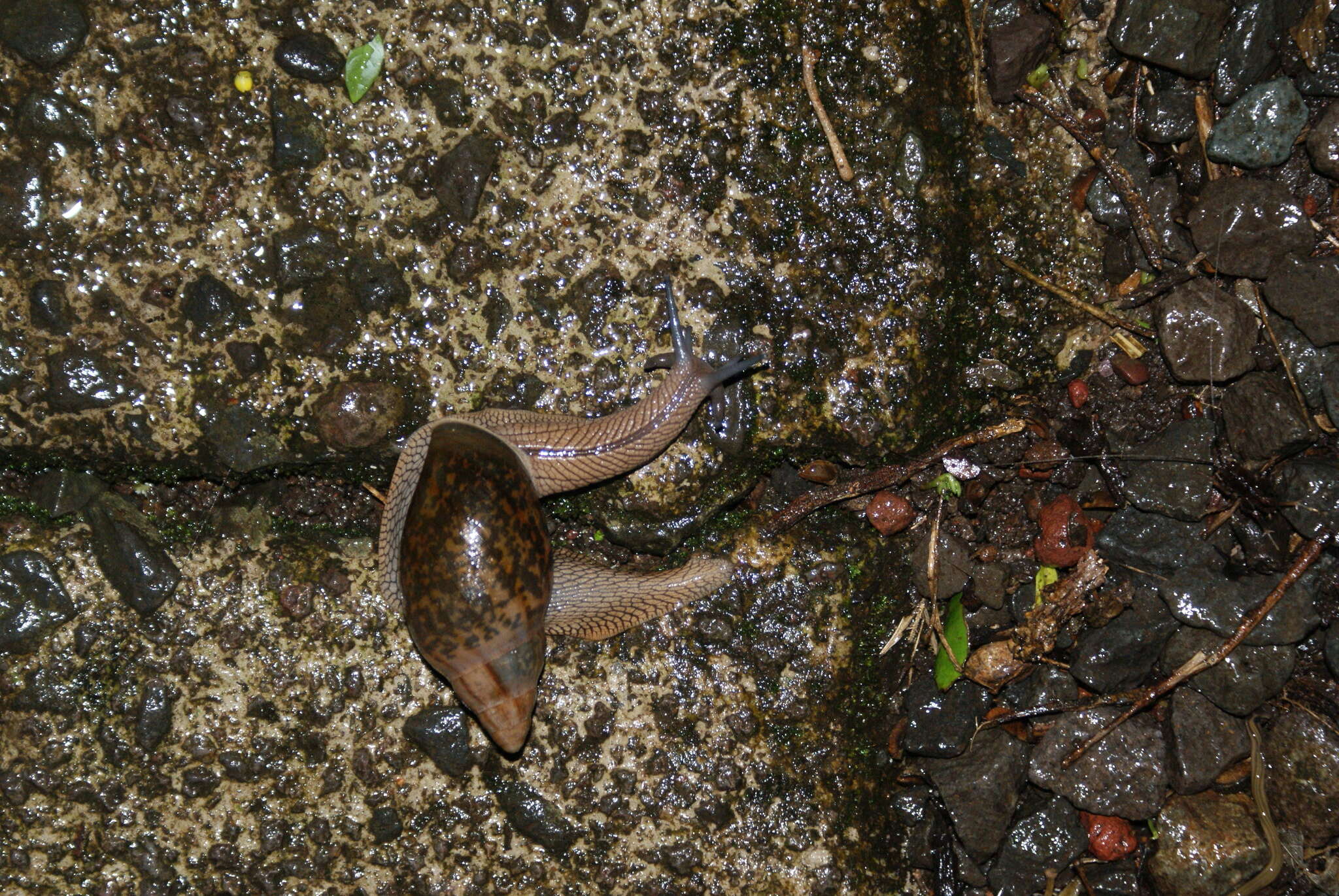 Image of Euglandina gigantea Pilsbry 1926