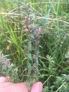 Image of red bartsia