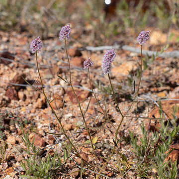 Image of Ptilotus leucocoma (Moq.) F. Muell.