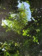 Image of Puerto Rico royal palm