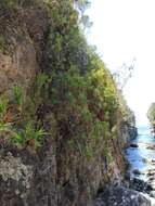 Image de Dracophyllum oceanicum E. A. Brown & N. Streiber