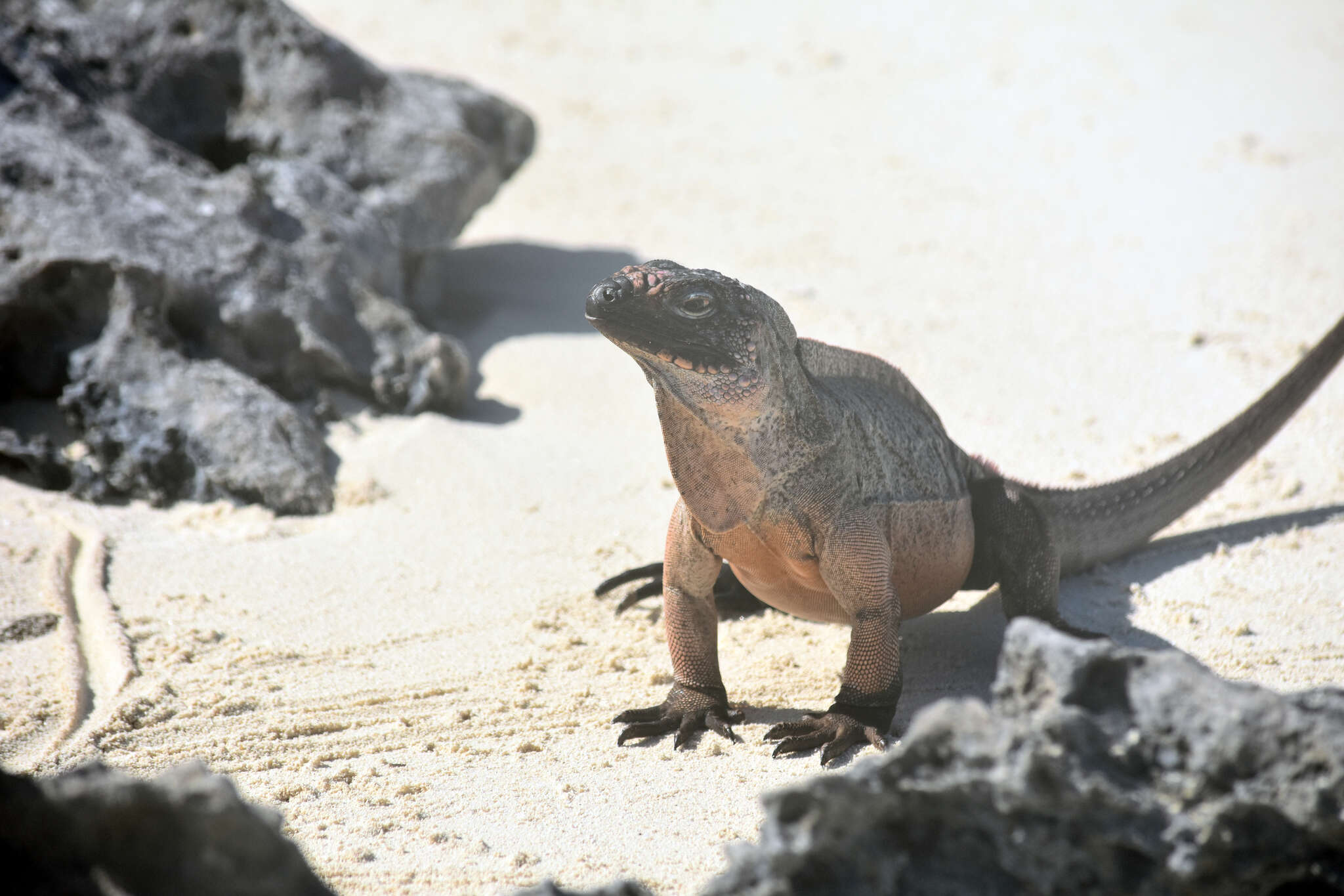 Image of Andros Island Iguana