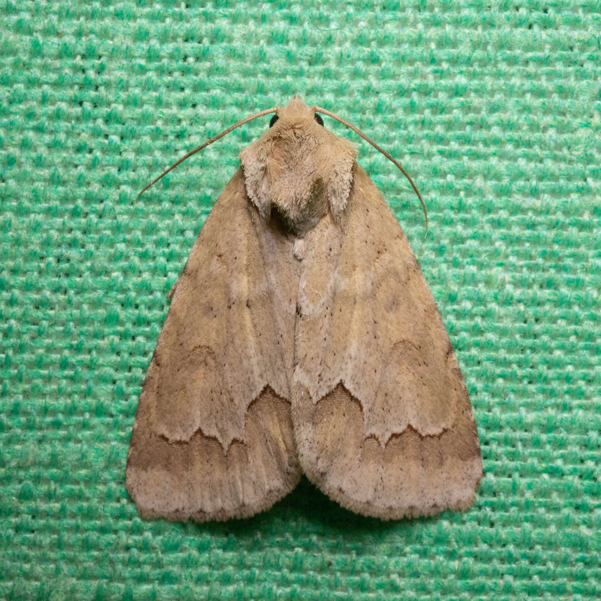 Image of Birch Dagger Moth