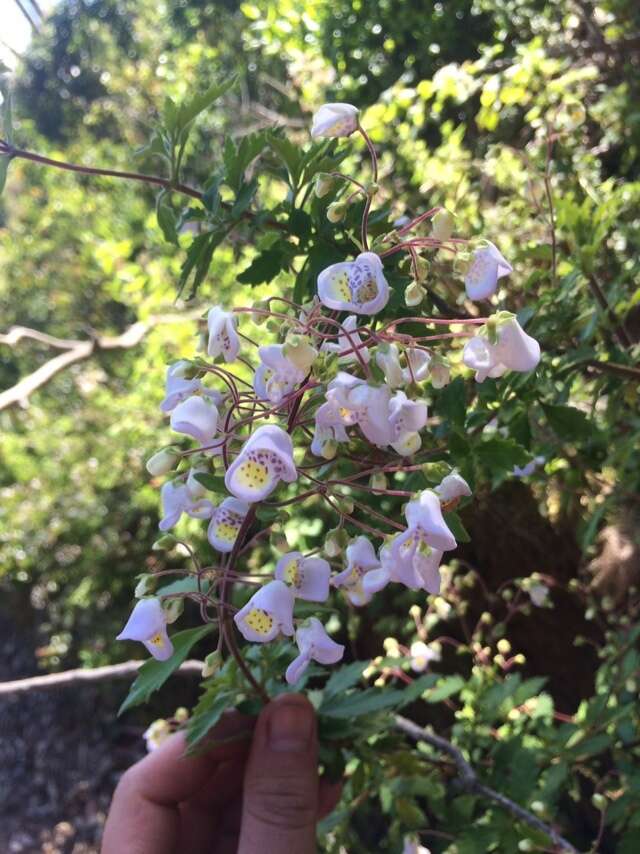 Image of Jovellana punctata Ruiz & Pav.