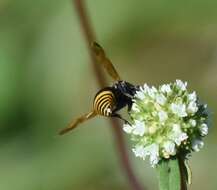 Image of Keyhole Wasp