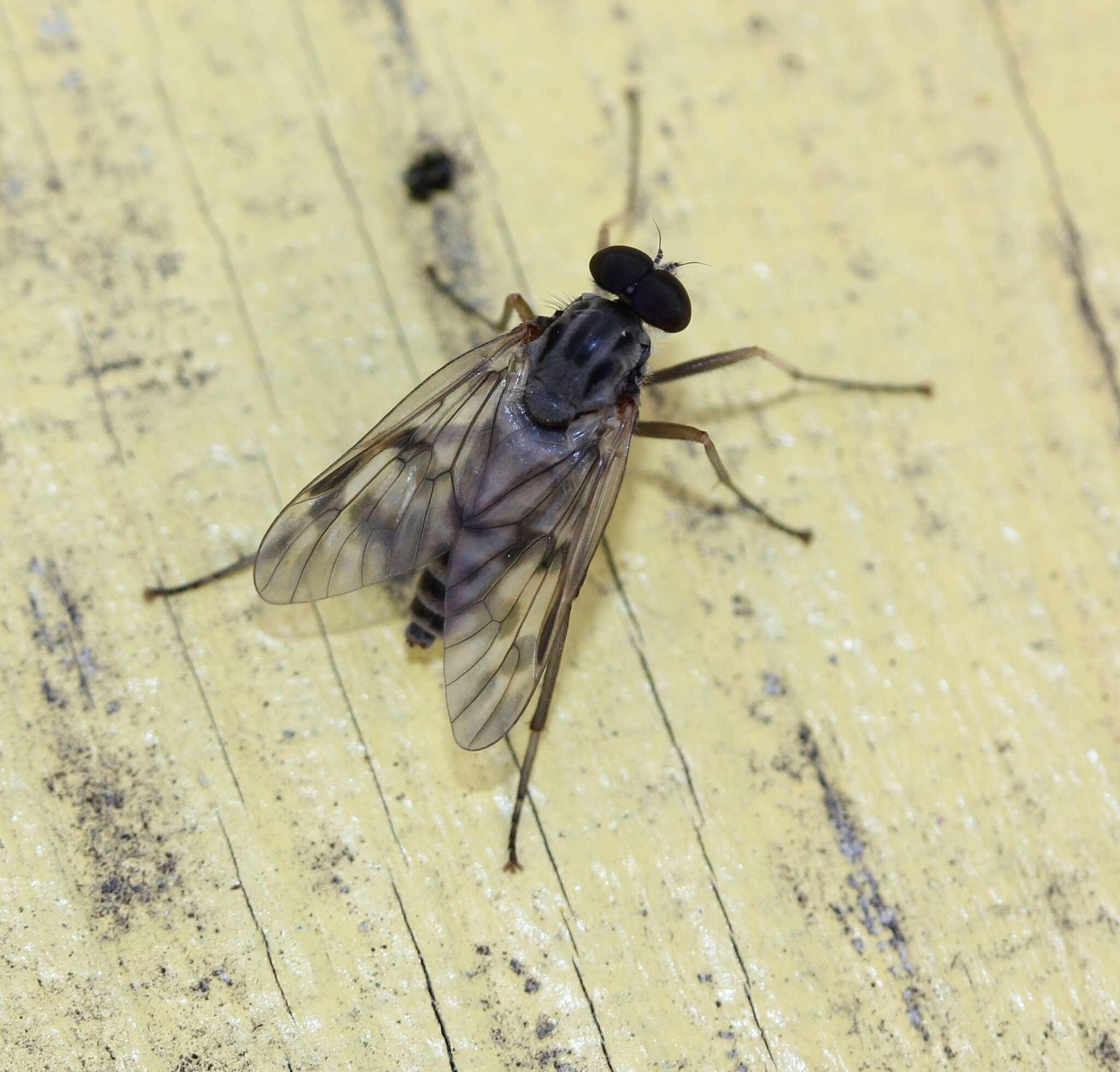 Image of Common Snipe Fly