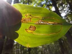 Image of Liriomyza smilacinae Spencer 1969