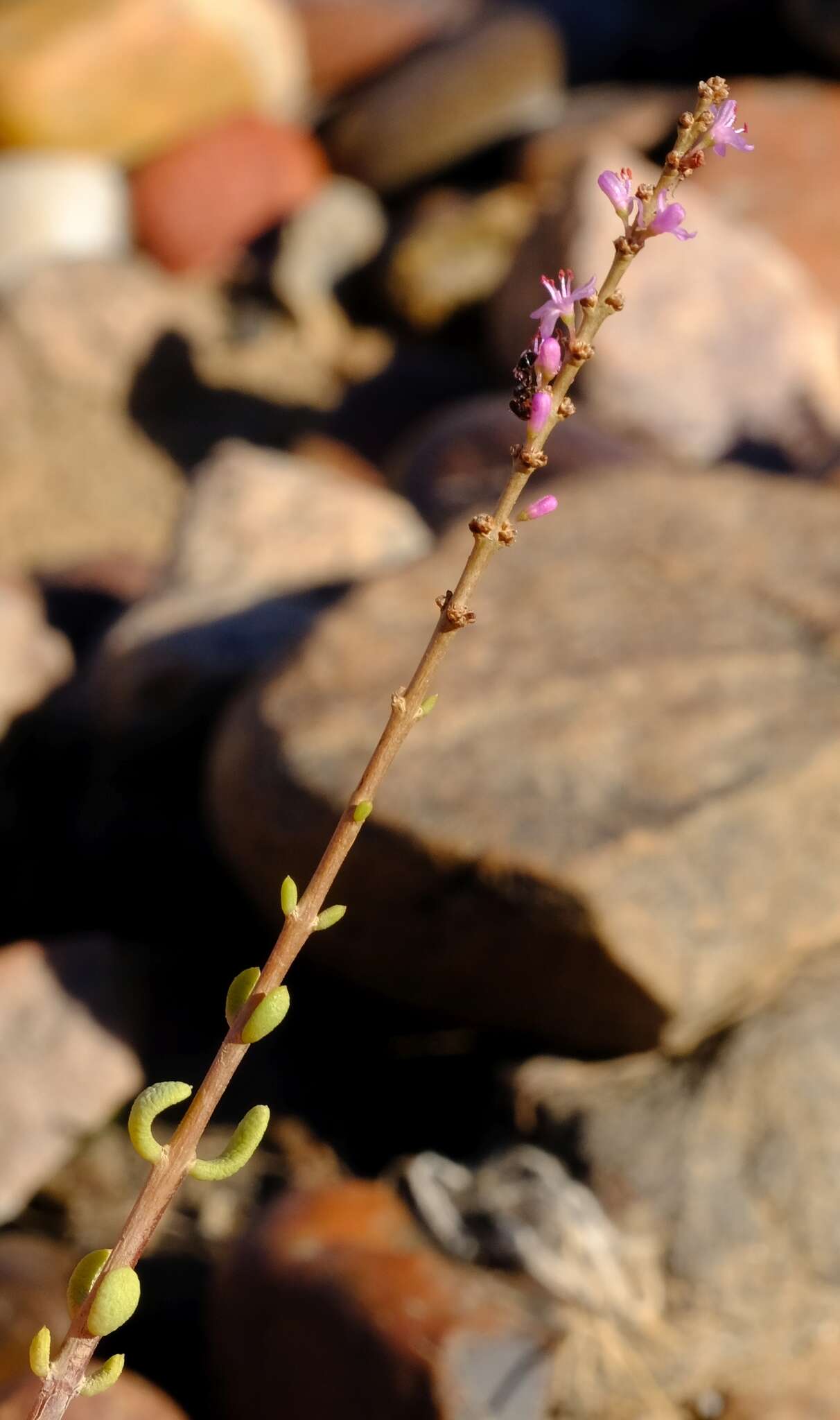 Image of Portulacaria fruticulosa (H. Pearson & Stephens) Bruyns & Klak