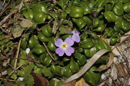 Image de Malcolmia flexuosa (Sm.) Sm.