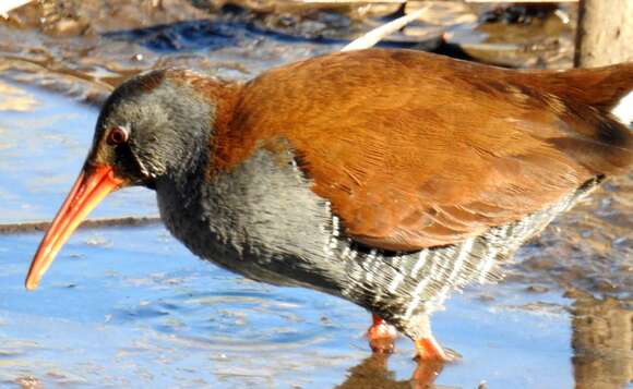 Image of African Rail