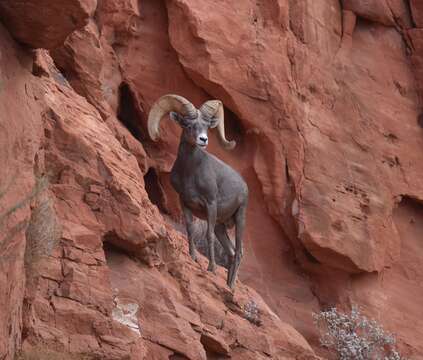 Image of Desert bighorn sheep