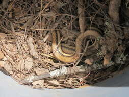 Image of Banded Pampas Snake