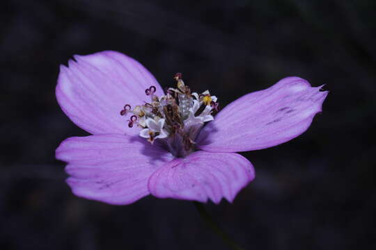 Image of Cosmos ochroleucoflorus Melchert