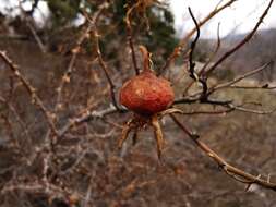 Image of Rosa hemisphaerica J. Herrm.