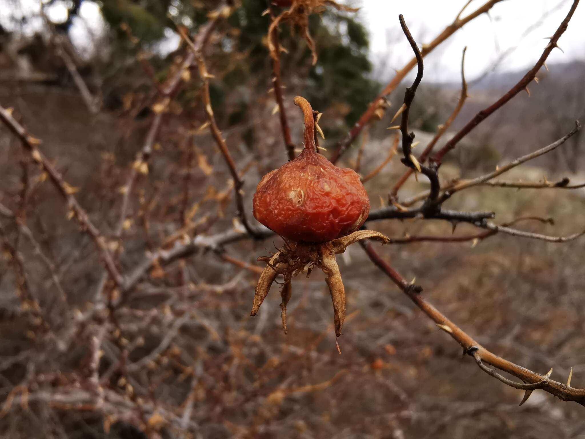 Image of Rosa hemisphaerica J. Herrm.