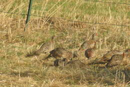 Image of Chinese Ring-necked Pheasant