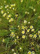 Image of Douglas' Meadowfoam