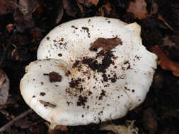 Image of Hygrophorus sordidus Peck 1898