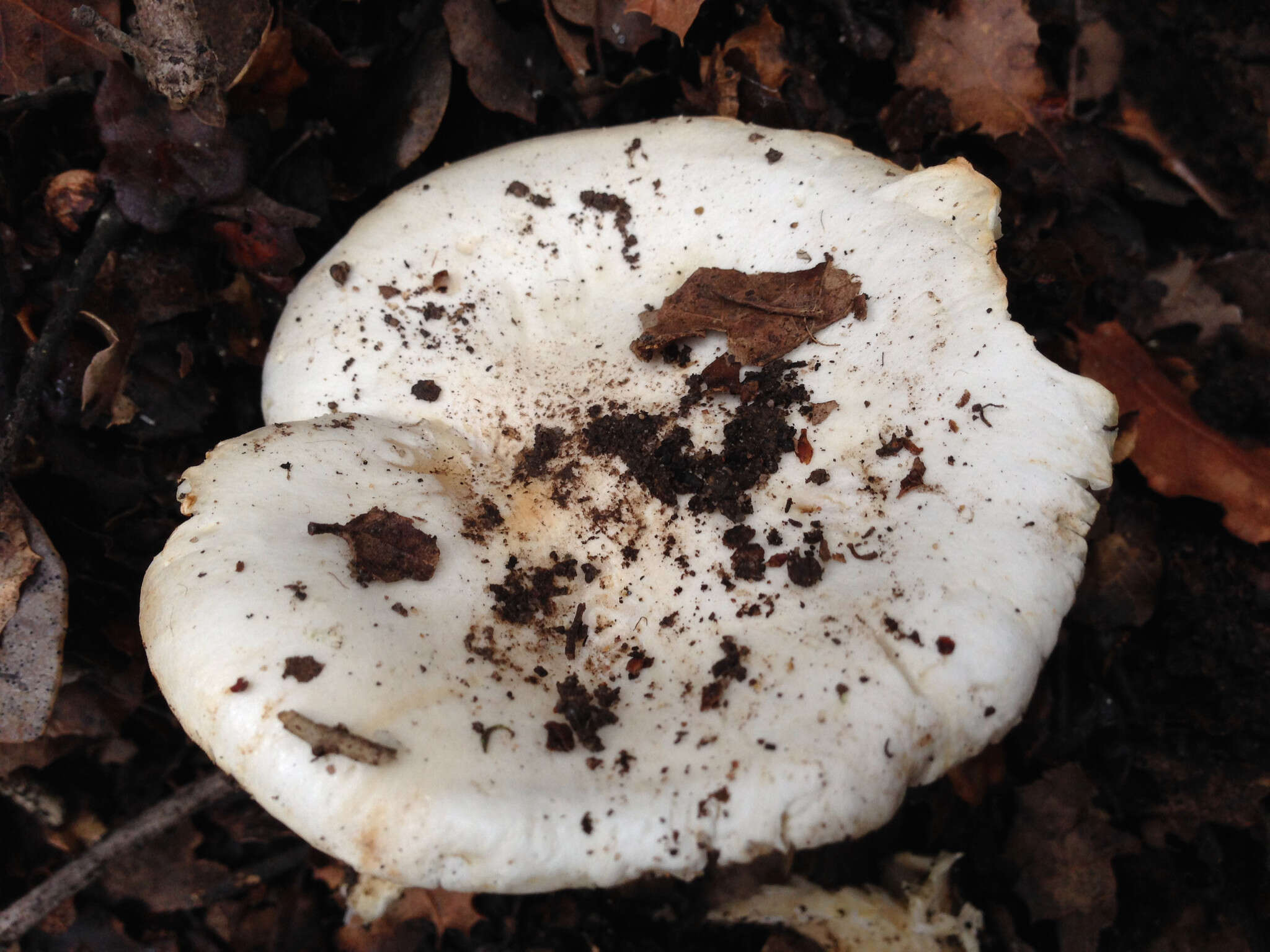 Image of Hygrophorus sordidus Peck 1898