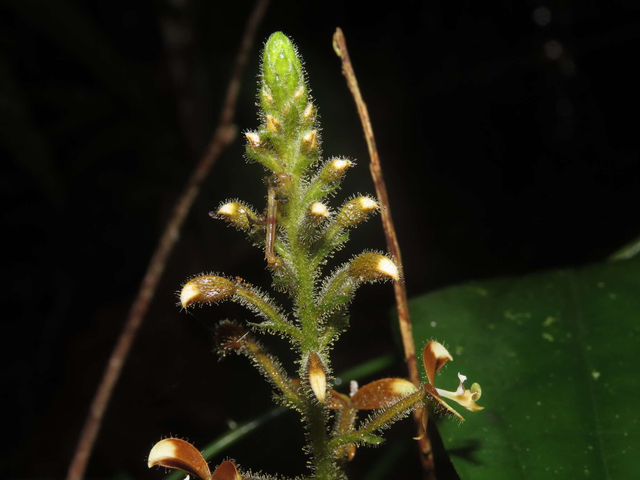 Image of Ponthieva diptera Linden & Rchb. fil.