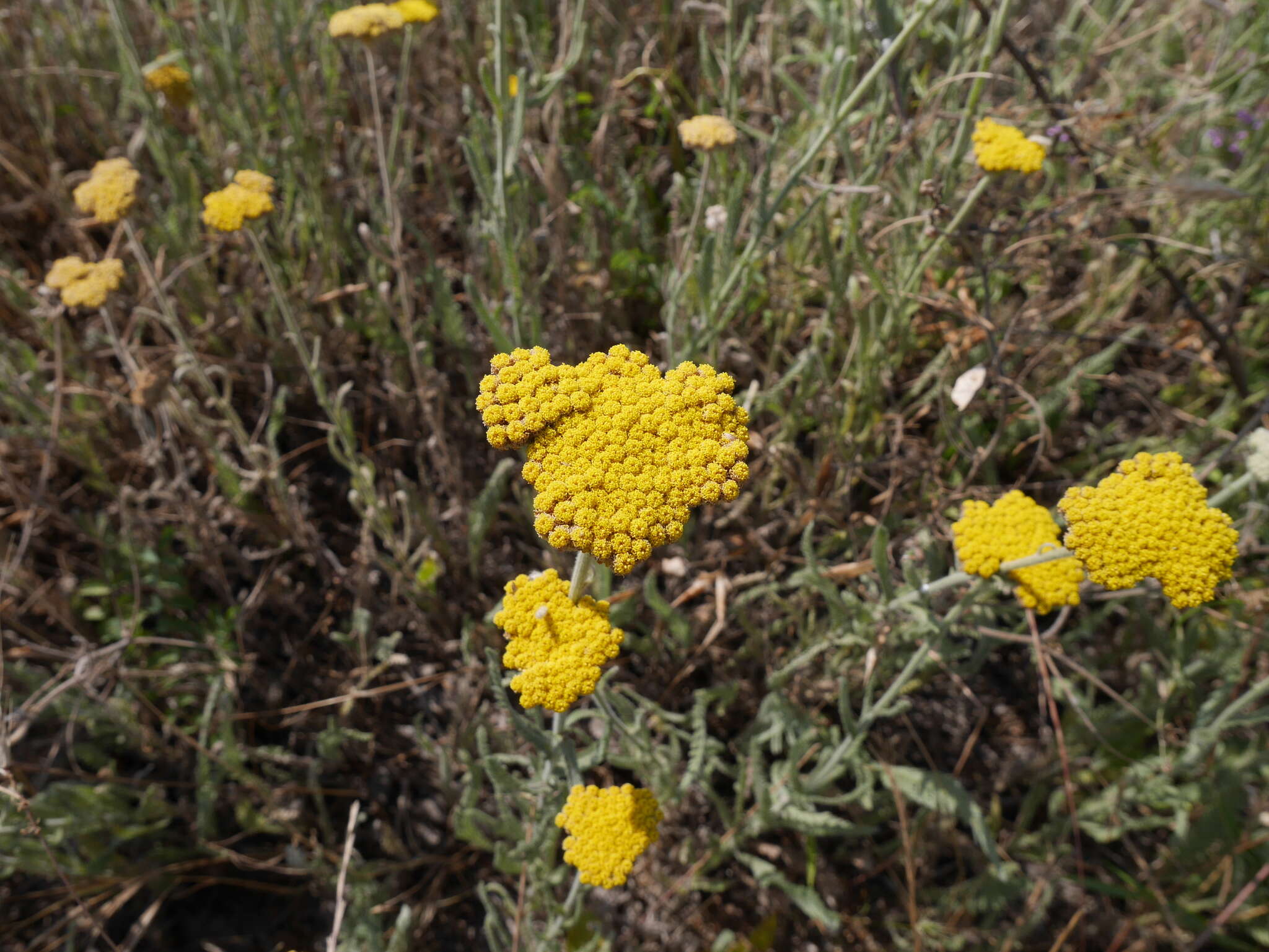 Achillea coarctata Poir.的圖片