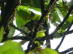 Image of Five-colored Barbet