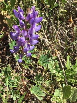 Image of hollowleaf annual lupine