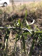 Plancia ëd Dolichandrone alternifolia (R. Br.) Seem.