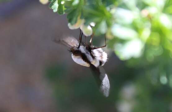 Image of Bombylius anthophilus Evenhius 1983