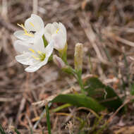 Image of Geissorhiza imbricata subsp. imbricata