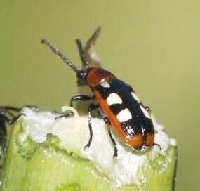 Image of Common asparagus beetle