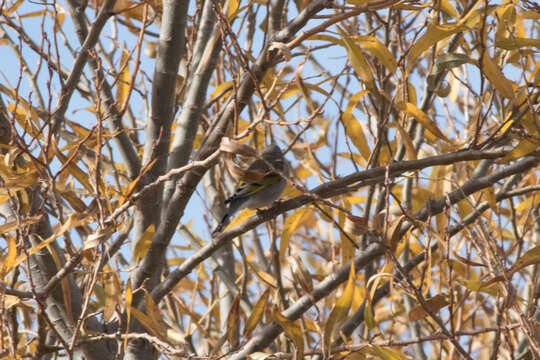 Image of Lawrence's Goldfinch