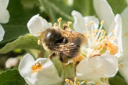 Sivun Bombus sitkensis Nylander 1848 kuva