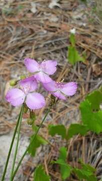 Image of Florida scrub roseling