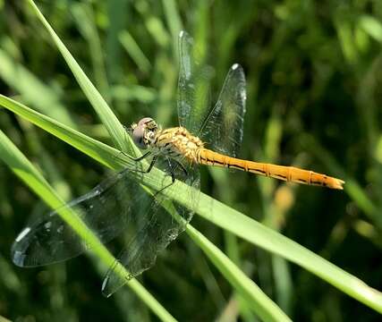 Image of Sympetrum tibiale (Ris 1897)