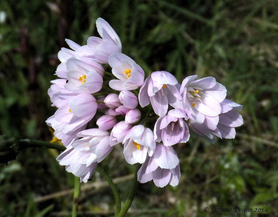 Image of Allium roseum L.