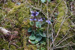 Image of Soldanella montana Willd.